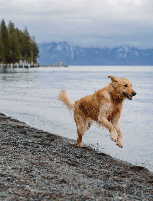 Happy Dog at Lake Tahoe